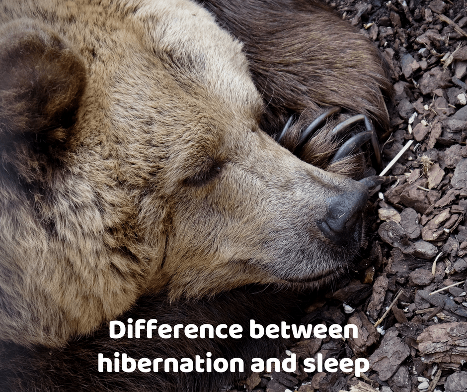 Difference between hibernation and sleep